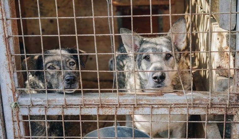 Louisville Shelter Over Capacity as 30-Plus Dogs Removed From One Home