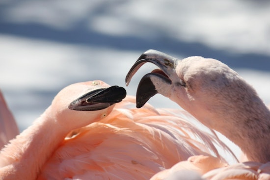 Louisville Zoo Announces New Flamingo Chick