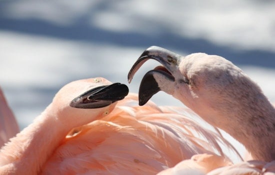 Louisville Zoo Announces New Flamingo Chick