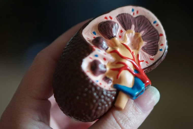 Massapequa Mom Battling Renal Failure Again Pleads for a Living Kidney Donor