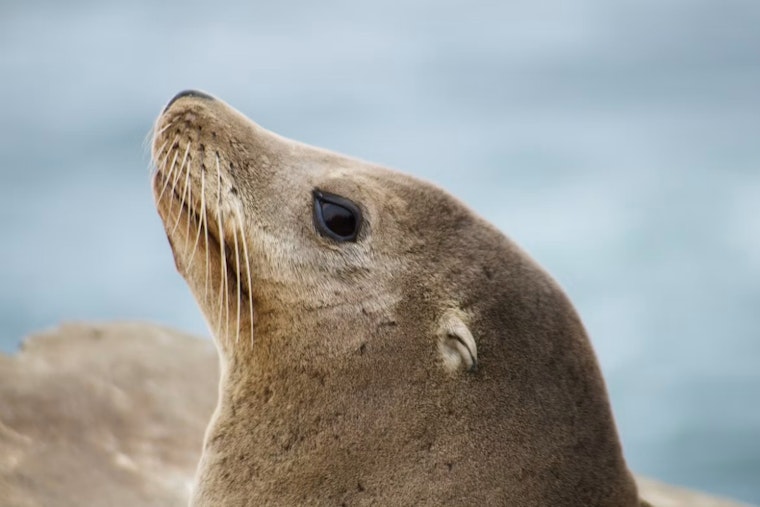Massive Sea Lion Strolls La Jolla Sidewalk as Officer Wrangles It Twice