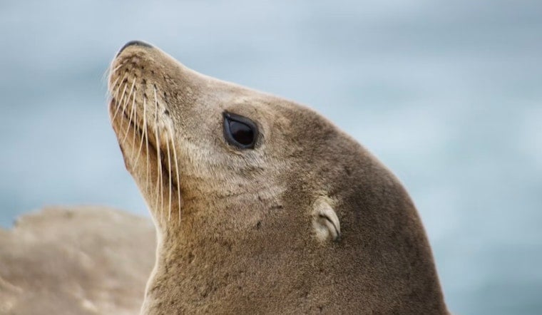 Massive Sea Lion Strolls La Jolla Sidewalk as Officer Wrangles It Twice