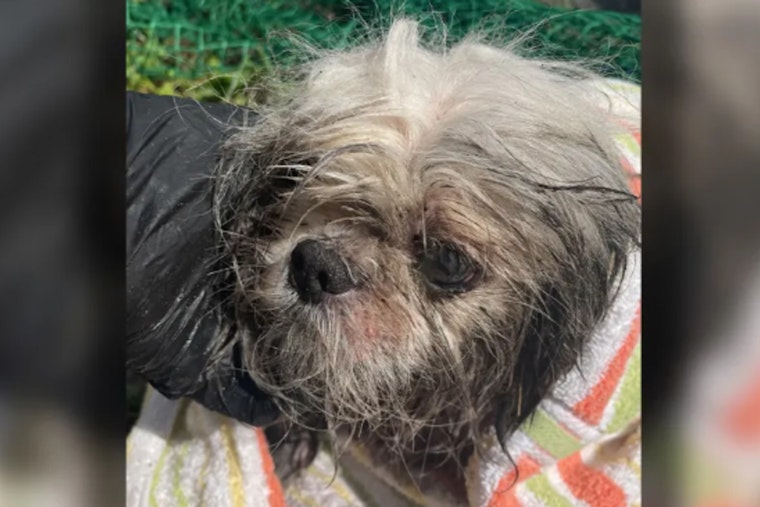 Matted, Burned Shih Tzu Pulled From Tampa Storm Drain, Fate Now In Vets' Hands