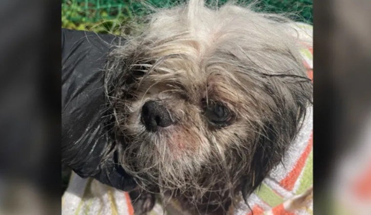 Matted, Burned Shih Tzu Pulled From Tampa Storm Drain, Fate Now In Vets' Hands