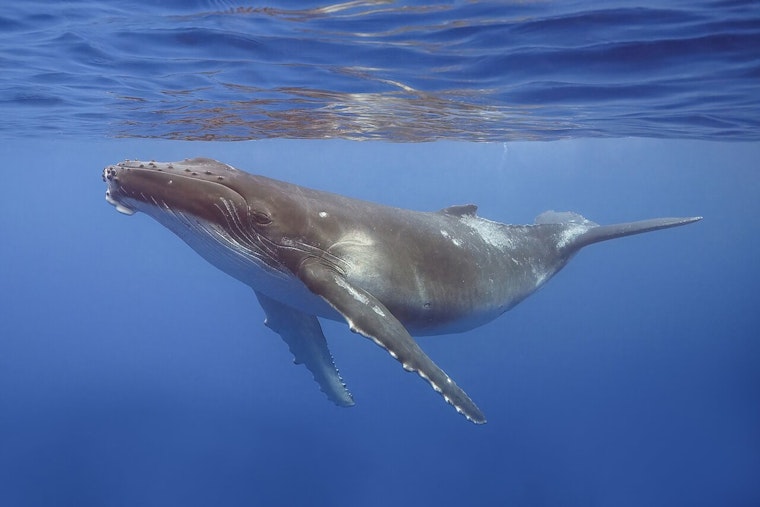 Maui Humpbacks Sync Epic Love Songs to Deep Dives, Study Finds