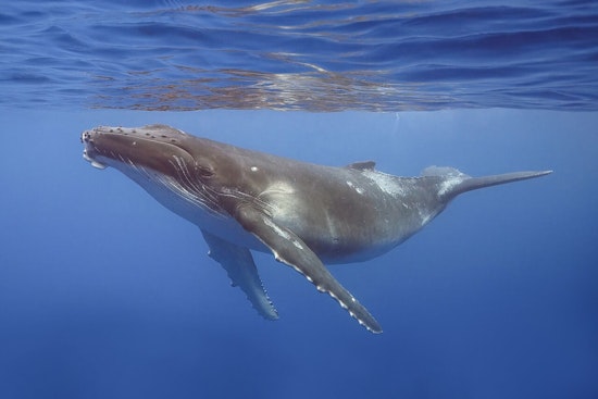 Maui Humpbacks Sync Epic Love Songs to Deep Dives, Study Finds