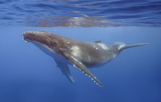 Maui Humpbacks Sync Epic Love Songs to Deep Dives, Study Finds