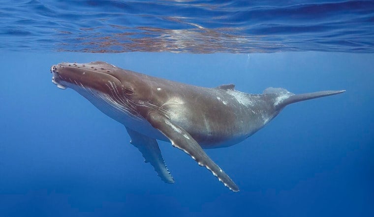 Maui Humpbacks Sync Epic Love Songs to Deep Dives, Study Finds