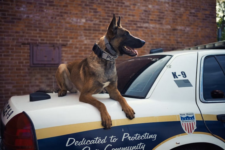 McClain County K-9 Spike Fights Tumor After 1,000 Pounds of Drug Busts