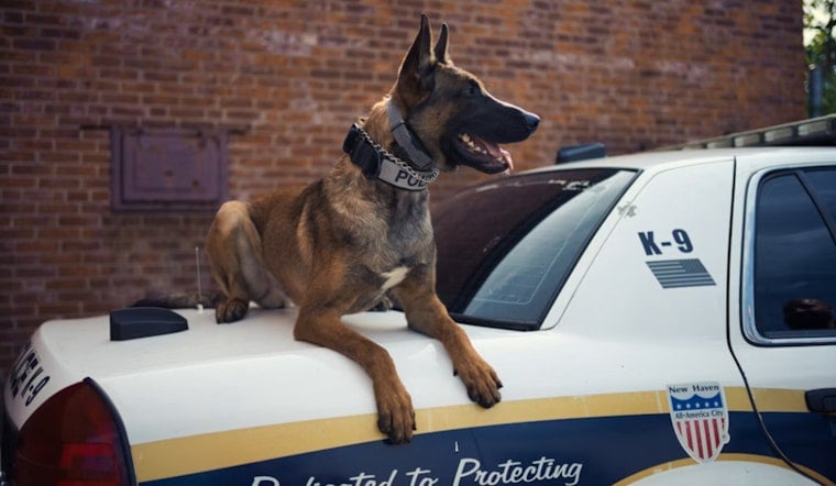 McClain County K-9 Spike Fights Tumor After 1,000 Pounds of Drug Busts