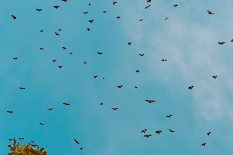 Mission Freeway Overpass Hides a 250,000-Bat Show, No Crowds Required