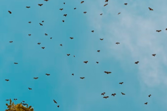 Mission Freeway Overpass Hides a 250,000-Bat Show, No Crowds Required