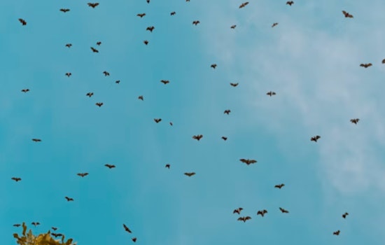 Mission Freeway Overpass Hides a 250,000-Bat Show, No Crowds Required
