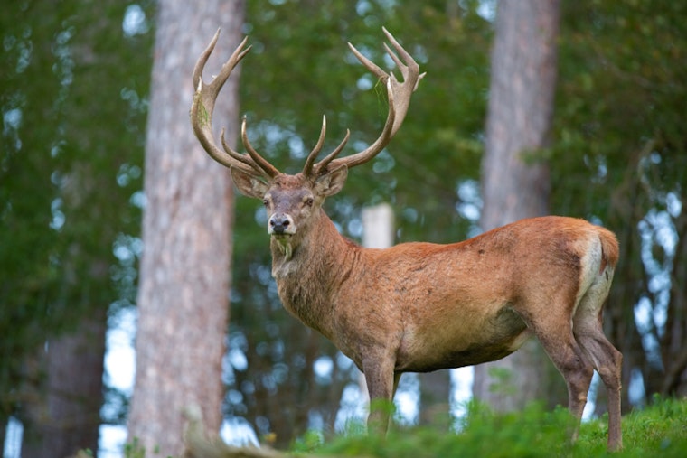 Missouri Ditches Deer Culling, Bets on Hunters to Beat Wasting Disease