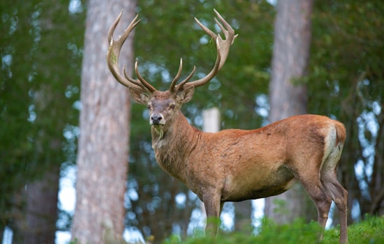 Missouri Ditches Deer Culling, Bets on Hunters to Beat Wasting Disease