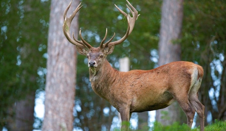 Missouri Ditches Deer Culling, Bets on Hunters to Beat Wasting Disease