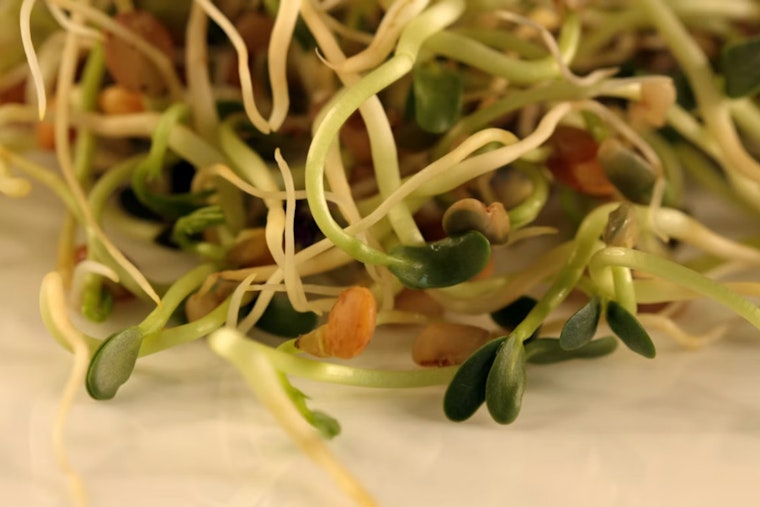 Minnesota, Wisconsin Sprout Outbreak Hits 41 Cases With Three Rare Bacteria Strains