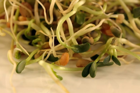 Minnesota, Wisconsin Sprout Outbreak Hits 41 Cases With Three Rare Bacteria Strains