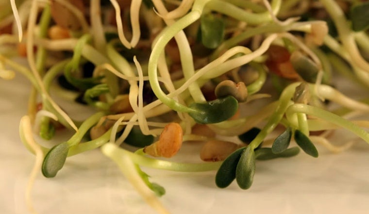 Minnesota, Wisconsin Sprout Outbreak Hits 41 Cases With Three Rare Bacteria Strains