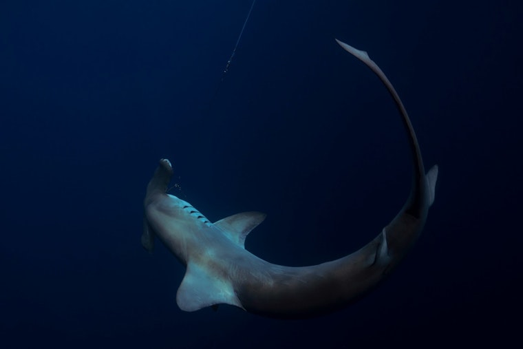 Monster 14-Foot Hammerhead Washes Up Dead on North Carolina Beach, Triggers Massive Response