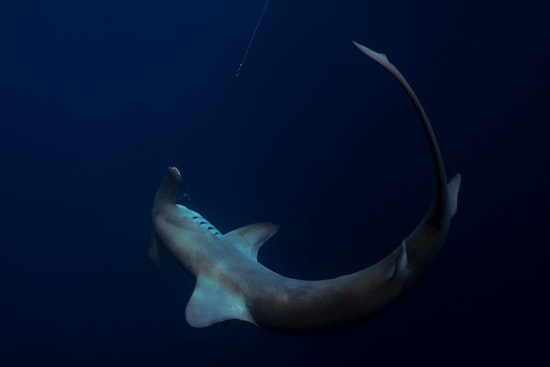 Monster 14-Foot Hammerhead Washes Up Dead on North Carolina Beach, Triggers Massive Response