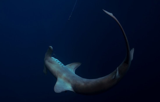 Monster 14-Foot Hammerhead Washes Up Dead on North Carolina Beach, Triggers Massive Response