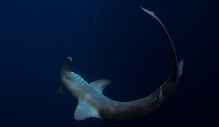 Monster 14-Foot Hammerhead Washes Up Dead on North Carolina Beach, Triggers Massive Response