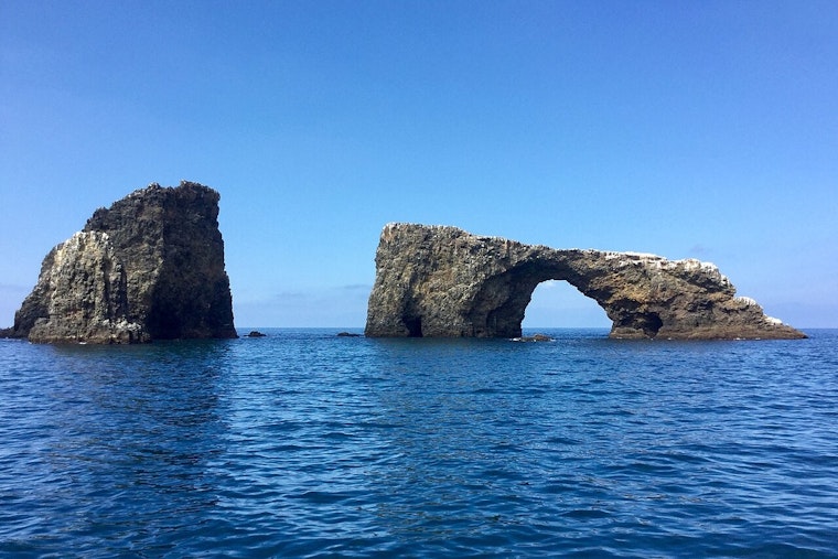 Monterey Bay Scientists Spot Bizarre Glowing 'Tadpole' Lurking 6,500 Feet Deep