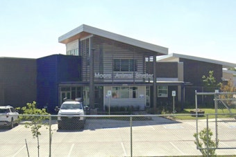 Moore City Council Weighs Outside Legal Probe of 'Hostile' Animal Shelter