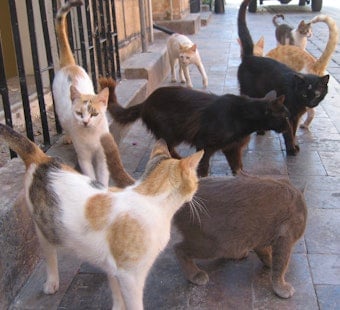 More Than 100 Cats Pulled From Squalid Bronx, Queens Homes, ASPCA Says
