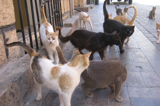 More Than 100 Cats Pulled From Squalid Bronx, Queens Homes, ASPCA Says
