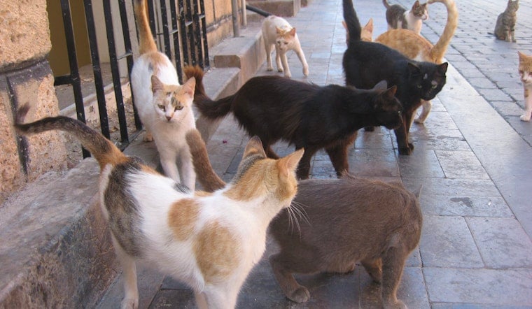 More Than 100 Cats Pulled From Squalid Bronx, Queens Homes, ASPCA Says