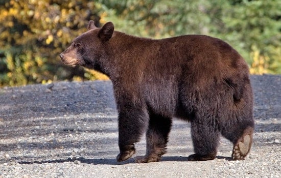 Mother Bear and Two Cubs Trapped in La Verne Cistern for Hours, Then Freed