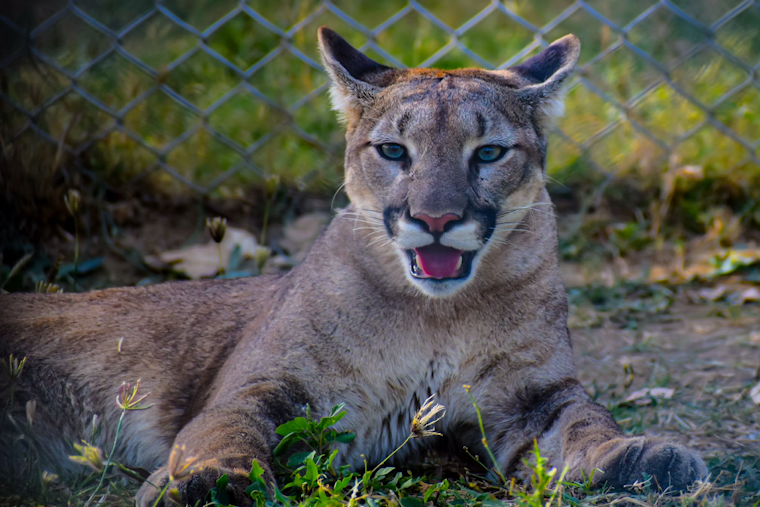 Mountain Lion Naps by Sherman Oaks Pool an Hour as Heat Wave Pushes It Downhill