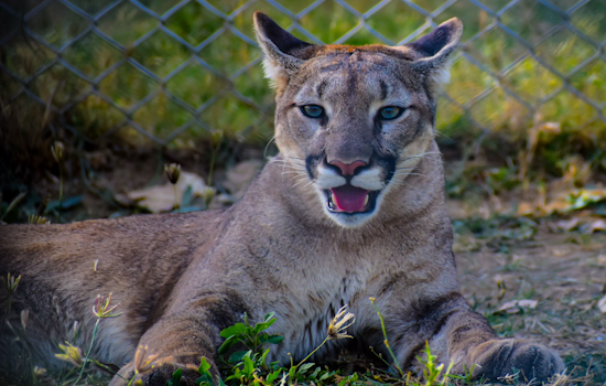 Mountain Lion Naps by Sherman Oaks Pool an Hour as Heat Wave Pushes It Downhill
