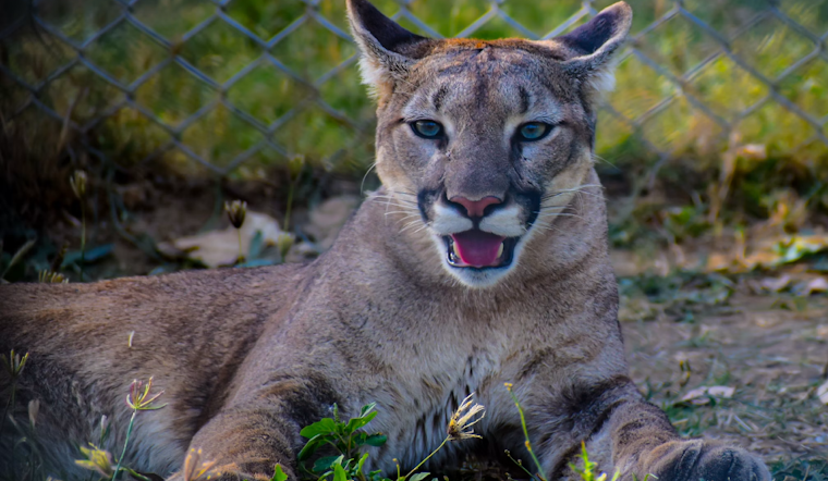 Mountain Lion Naps by Sherman Oaks Pool an Hour as Heat Wave Pushes It Downhill
