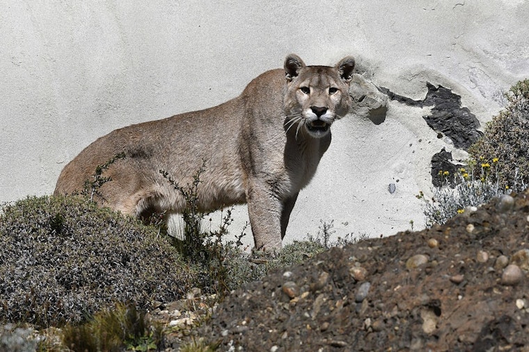 Mountain Lion Naps on San Dimas Sidewalk, Shuts Down Foothill Boulevard