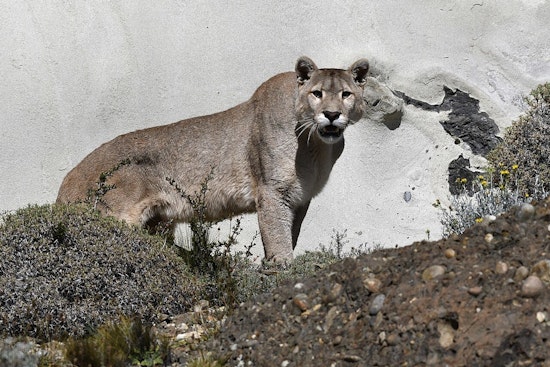 Mountain Lion Naps on San Dimas Sidewalk, Shuts Down Foothill Boulevard