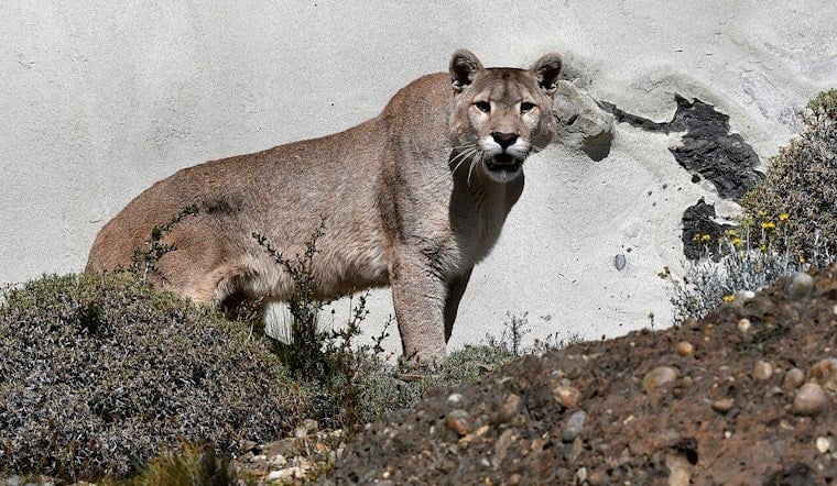 Mountain Lion Naps on San Dimas Sidewalk, Shuts Down Foothill Boulevard