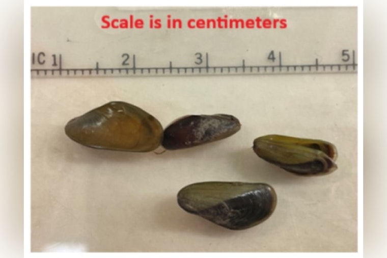 Mussel-Crusted Boat Bound for Oregon Stopped Cold at Folsom Lake