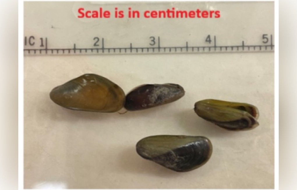 Mussel-Crusted Boat Bound for Oregon Stopped Cold at Folsom Lake