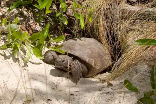 Nearly 7,000 Central Florida Gopher Tortoises Moved