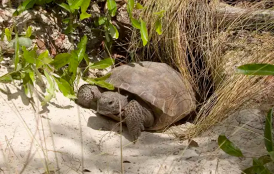 Nearly 7,000 Central Florida Gopher Tortoises Moved