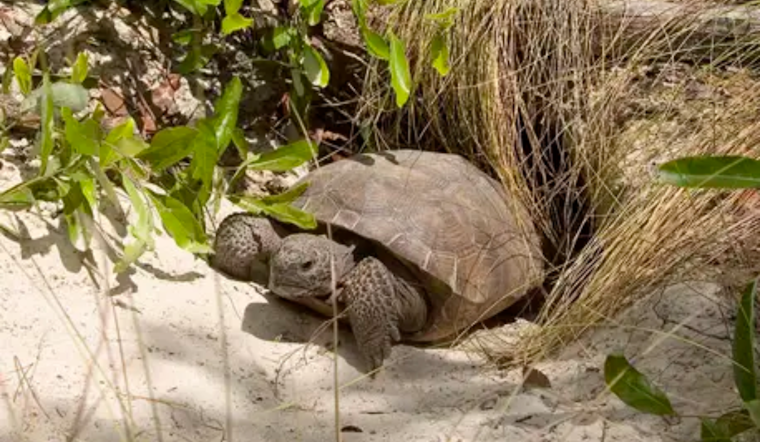 Nearly 7,000 Central Florida Gopher Tortoises Moved