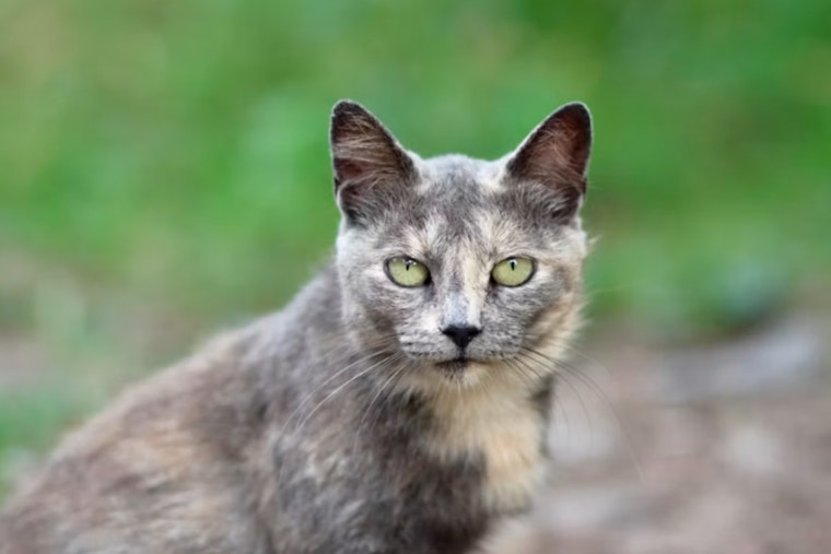 New Braunfels Cat Tests Rabid, City Halts Feral Cat Program Near West Mill Street