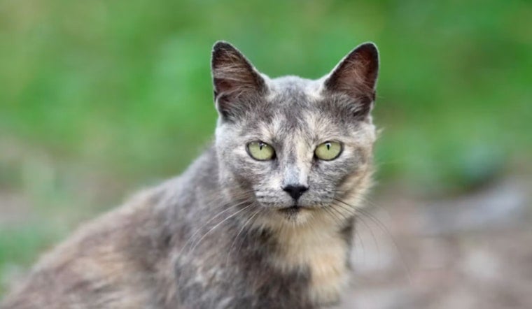 New Braunfels Cat Tests Rabid, City Halts Feral Cat Program Near West Mill Street