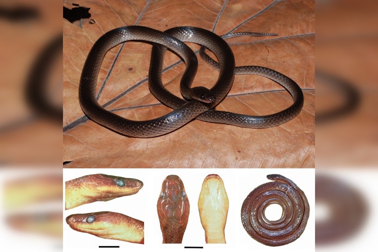 New Guinea Groundsnake Named After Slash Honors Guitarist's Lifelong Reptile Obsession