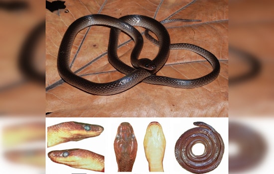 New Guinea Groundsnake Named After Slash Honors Guitarist's Lifelong Reptile Obsession