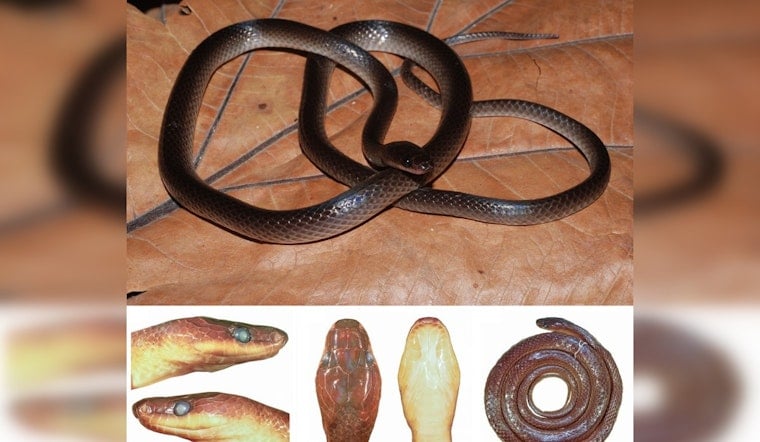 New Guinea Groundsnake Named After Slash Honors Guitarist's Lifelong Reptile Obsession