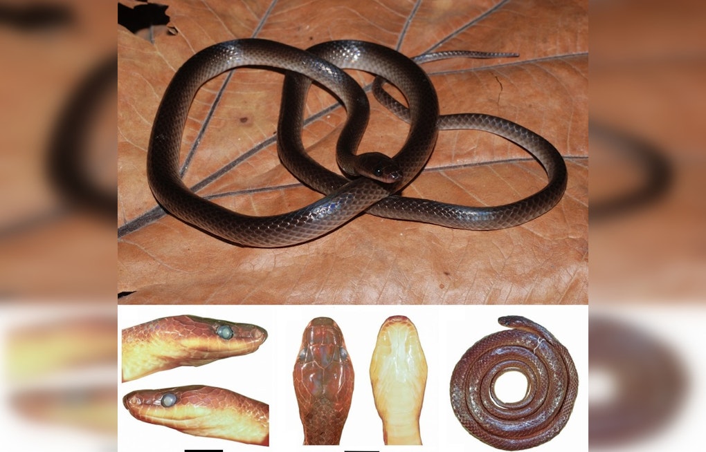 New Guinea Groundsnake Named After Slash Honors Guitarist's Lifelong Reptile Obsession
